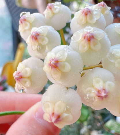 Hoya rotundiflora is a rare and distinctive Hoya native to Myanmar, where it grows in wet tropical habitats. It is a pendulous to weakly climbing epiphytic vine with fleshy, leathery leaves that have a characteristic slightly rolled margin and a darker green border. The plant produces compact, convex umbels of up to around 20 flowers.