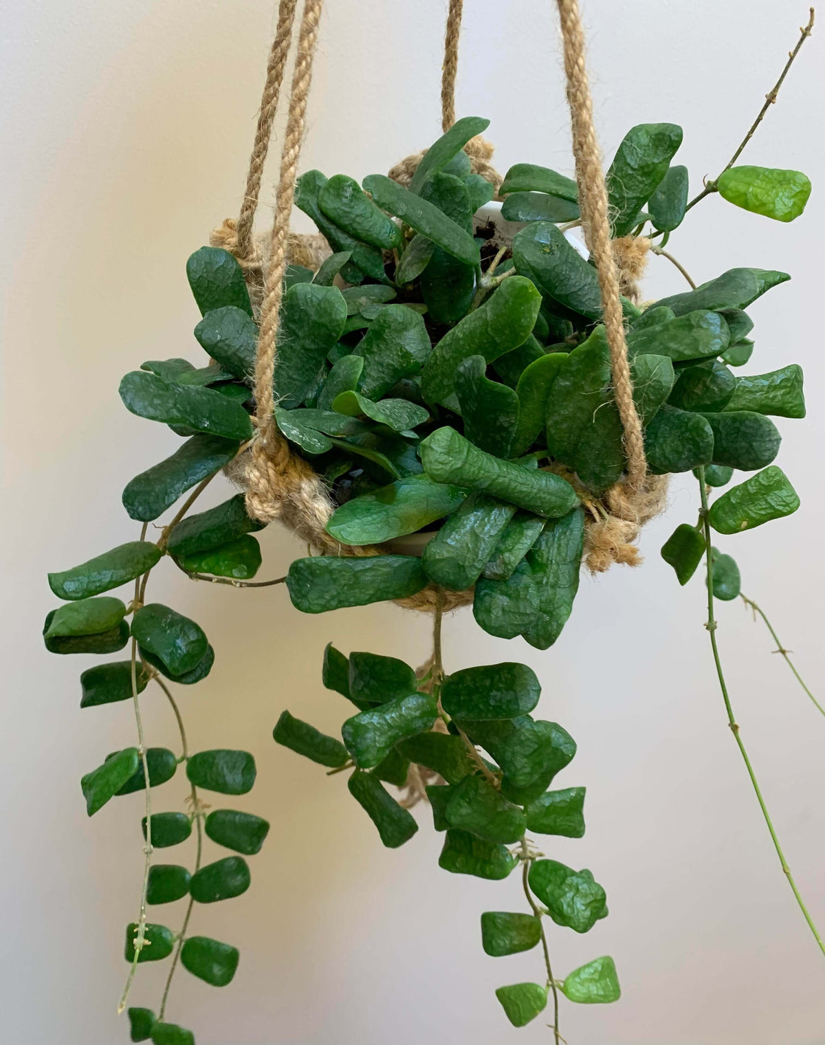 Hoya rotundiflora is a rare and distinctive Hoya native to Myanmar, where it grows in wet tropical habitats. It is a pendulous to weakly climbing epiphytic vine with fleshy, leathery leaves that have a characteristic slightly rolled margin and a darker green border. The plant produces compact, convex umbels of up to around 20 flowers.
