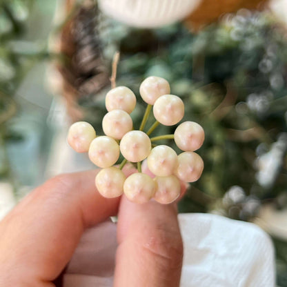 Hoya rotundiflora is a rare and distinctive Hoya native to Myanmar, where it grows in wet tropical habitats. It is a pendulous to weakly climbing epiphytic vine with fleshy, leathery leaves that have a characteristic slightly rolled margin and a darker green border. The plant produces compact, convex umbels of up to around 20 flowers.