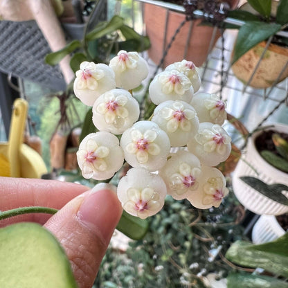 Hoya rotundiflora is a rare and distinctive Hoya native to Myanmar, where it grows in wet tropical habitats. It is a pendulous to weakly climbing epiphytic vine with fleshy, leathery leaves that have a characteristic slightly rolled margin and a darker green border. The plant produces compact, convex umbels of up to around 20 flowers.