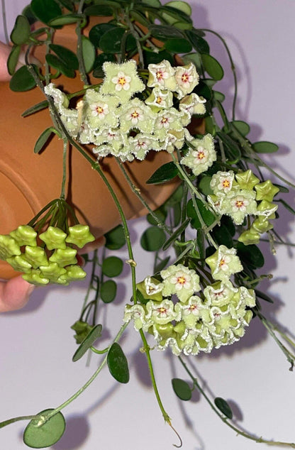 Hoya serpens is a miniature, trailing or creeping hoya species native to the Himalayas, particularly Nepal, Sikkim, and Bhutan. In its natural habitat, it grows as an epiphyte in cool, moist montane forests at elevations between 1,200 and 2,400 meters, often clinging to moss-covered trees in cloud forest environments.