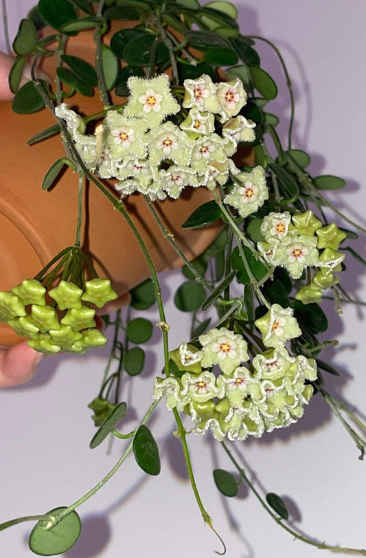 Hoya serpens is a miniature, trailing or creeping hoya species native to the Himalayas, particularly Nepal, Sikkim, and Bhutan. In its natural habitat, it grows as an epiphyte in cool, moist montane forests at elevations between 1,200 and 2,400 meters, often clinging to moss-covered trees in cloud forest environments.