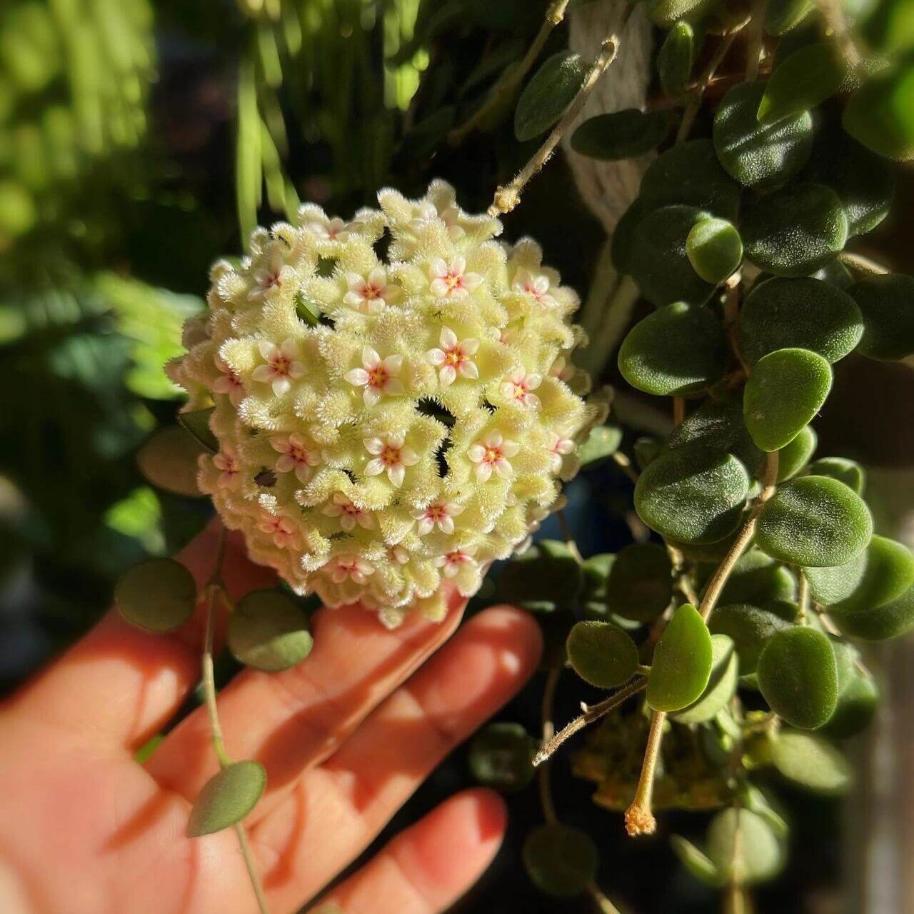 Hoya serpens is a miniature, trailing or creeping hoya species native to the Himalayas, particularly Nepal, Sikkim, and Bhutan. In its natural habitat, it grows as an epiphyte in cool, moist montane forests at elevations between 1,200 and 2,400 meters, often clinging to moss-covered trees in cloud forest environments.