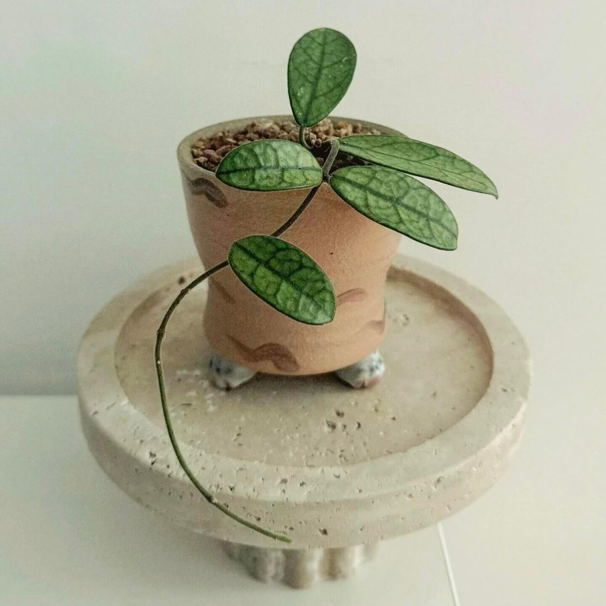 Hoya sichuanensis is a recently described Hoya species from Sichuan, China, first published in 2022.