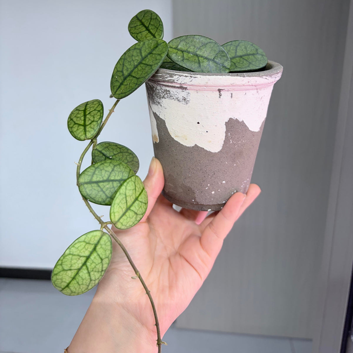 Hoya sichuanensis is a recently described Hoya species from Sichuan, China, first published in 2022.