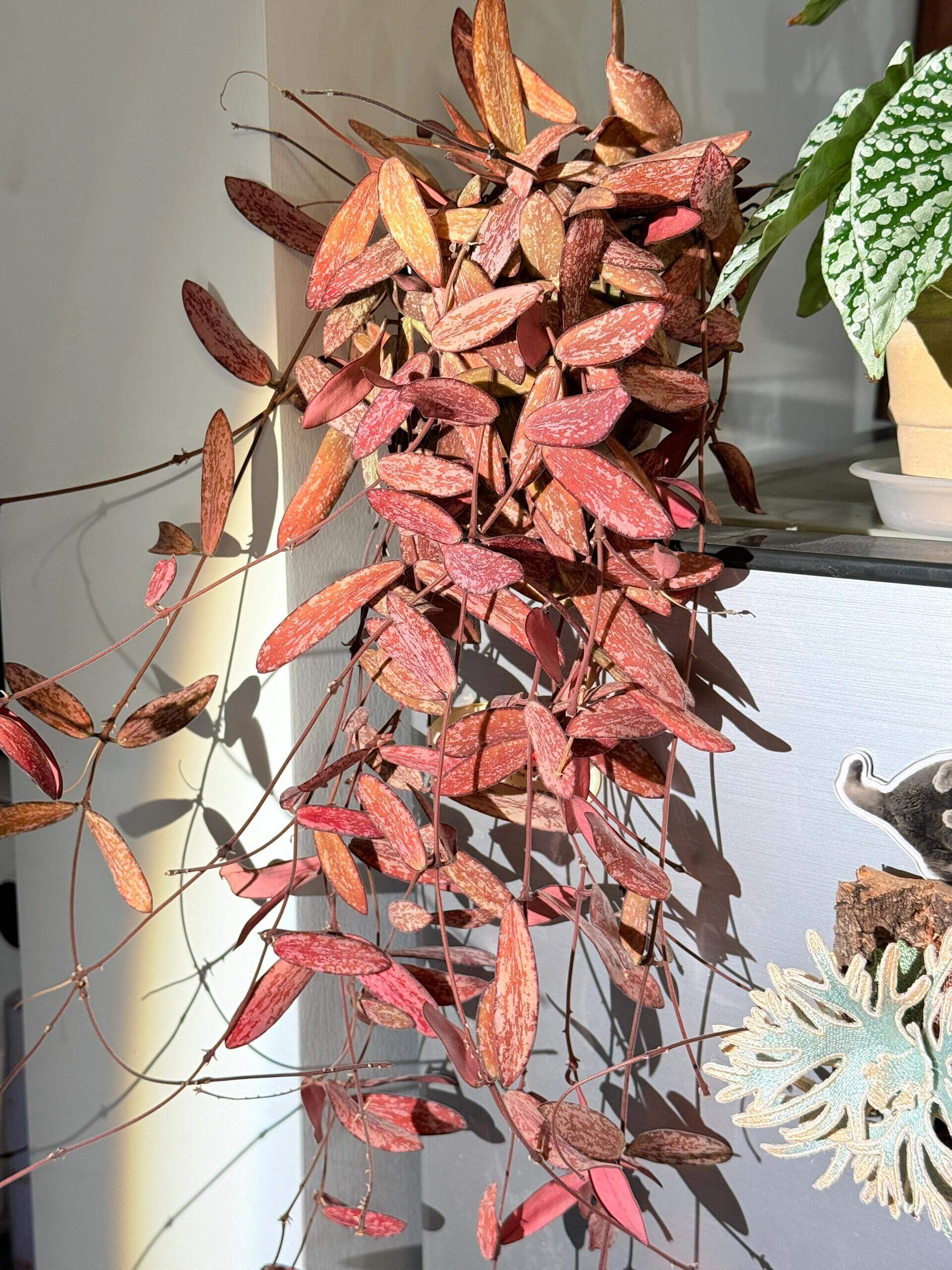 Hoya sigillatis is a graceful trailing epiphyte native to Borneo. Its elongated olive-green leaves are decorated with silvery splash patterns and a burgundy underside. Under strong light, the foliage may develop a beautiful reddish or purplish hue, adding depth and contrast to the plant’s appearance. Clusters of caramel-orange, waxy flowers emit a rich, sweet fragrance, making this species both visually and aromatically captivating.