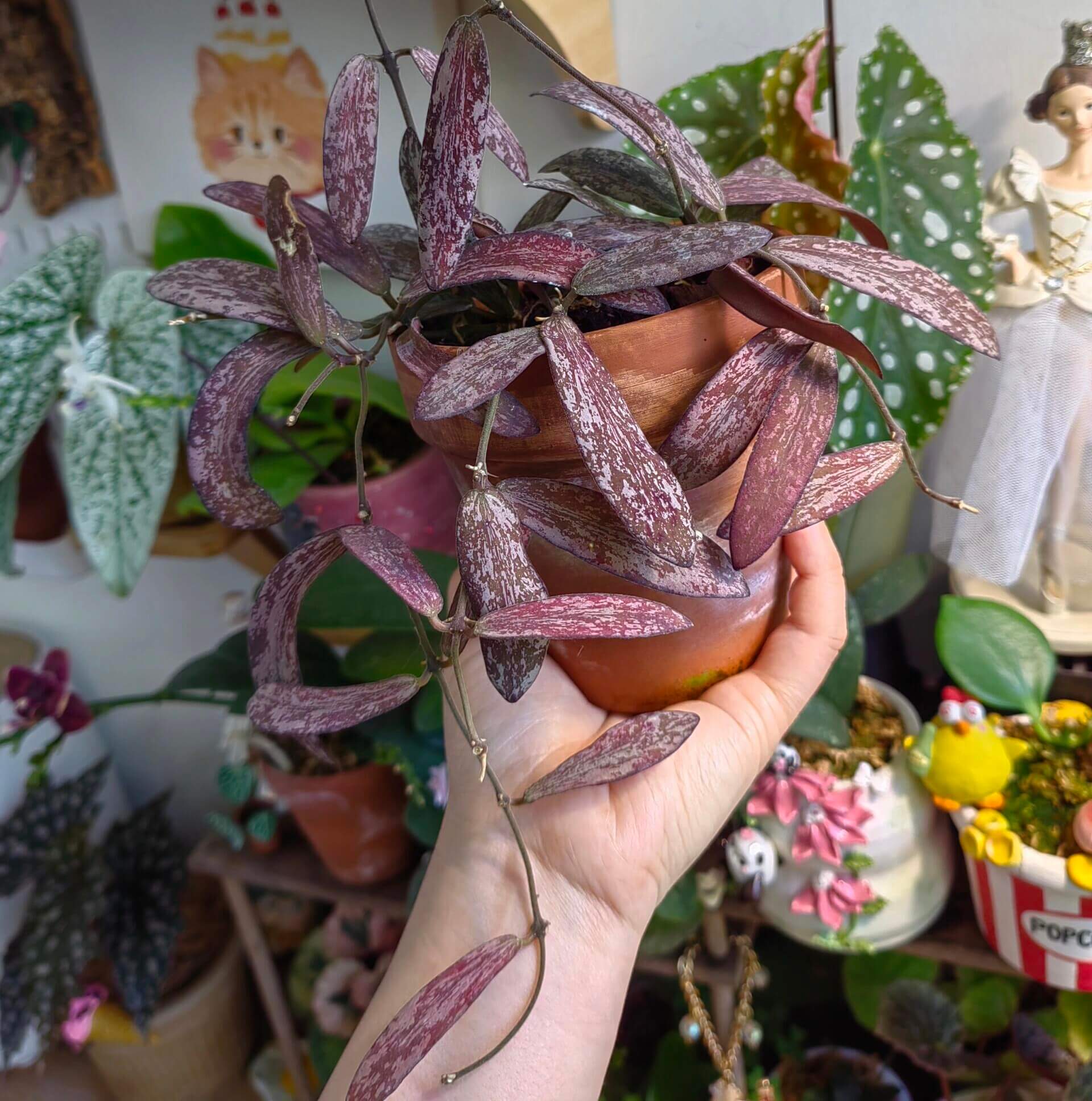 Hoya sigillatis is a graceful trailing epiphyte native to Borneo. Its elongated olive-green leaves are decorated with silvery splash patterns and a burgundy underside. Under strong light, the foliage may develop a beautiful reddish or purplish hue, adding depth and contrast to the plant’s appearance. Clusters of caramel-orange, waxy flowers emit a rich, sweet fragrance, making this species both visually and aromatically captivating.