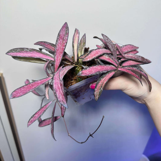 Hoya sigillatis inner variegated is a rare trailing epiphyte native to Borneo. Its elongated olive-green leaves display a silver splash pattern on the surface with cream or yellow inner variegation framed by darker green margins, creating a striking contrast.