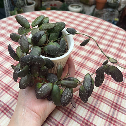 Hoya sp. GPS 7240 is a rare, unidentified Hoya species distinguished by its small, green, oblong leaves that often display attractive silvery or splashy variegation. When mature, it produces clusters of star-shaped flowers in shades of orange to salmon, adding vibrant contrast to its delicate foliage and making it a desirable choice for collectors and Hoya enthusiasts.