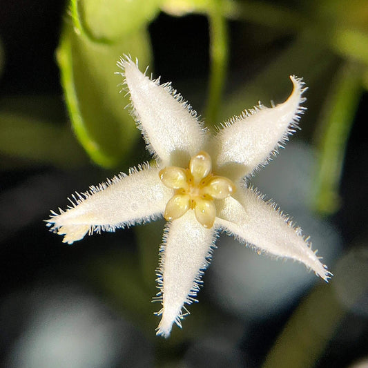 Hoya sp. Papua IM08 is a rare tropical Hoya from Papua New Guinea known for its compact growth and small, round leaves that create a dense, lush appearance on a trellis or as a trailing plant.