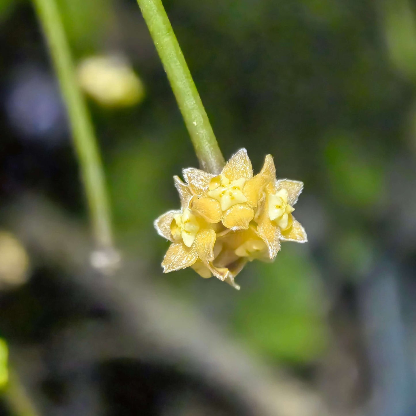 Hoya spartioides is a rare and distinctive Hoya species, native to Southeast Asia (notably Borneo) where it thrives in warm, humid tropical forest habitats. It is remarkable for its lack of traditional leaves, instead displaying long, wiry green stems (peduncles) that resemble twigs or rushes. The plant produces small, star-shaped flowers in yellow to orange-yellow shades, which typically open at night and last only a short time, making it a unique and intriguing addition to any Hoya collection.