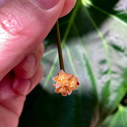 Hoya spartioides is a rare and distinctive Hoya species, native to Southeast Asia (notably Borneo) where it thrives in warm, humid tropical forest habitats. It is remarkable for its lack of traditional leaves, instead displaying long, wiry green stems (peduncles) that resemble twigs or rushes. The plant produces small, star-shaped flowers in yellow to orange-yellow shades, which typically open at night and last only a short time, making it a unique and intriguing addition to any Hoya collection.