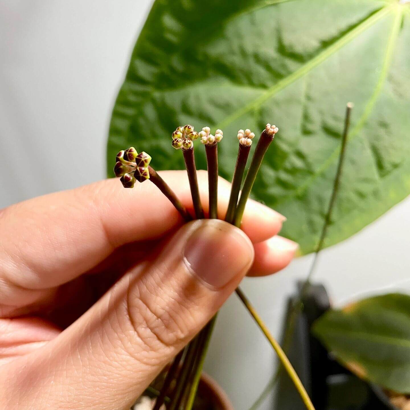 Hoya spartioides is a rare and distinctive Hoya species, native to Southeast Asia (notably Borneo) where it thrives in warm, humid tropical forest habitats. It is remarkable for its lack of traditional leaves, instead displaying long, wiry green stems (peduncles) that resemble twigs or rushes. The plant produces small, star-shaped flowers in yellow to orange-yellow shades, which typically open at night and last only a short time, making it a unique and intriguing addition to any Hoya collection.