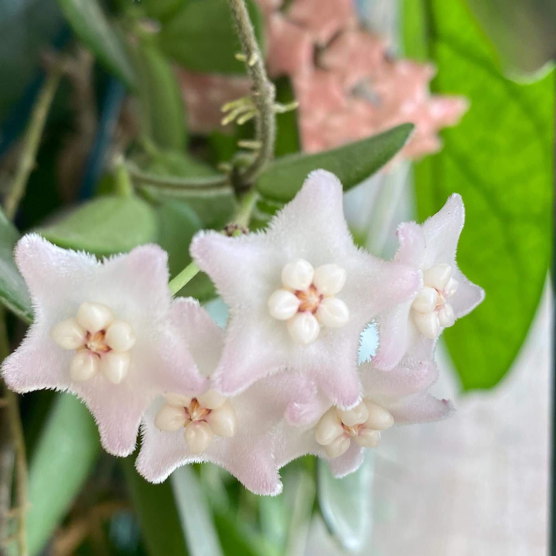 Hoya spectatissima is a lithophytic climber that naturally grows on rocks, particularly in limestone karst habitats. First described in 2023, its name means “most spectacular,” referring to its highly attractive flowers. The plant features small succulent leaves measuring about 2–4.5 cm in length and produces rounded clusters of pale pink star-shaped flowers with ivory-white centers, giving it a delicate and ornamental appearance.