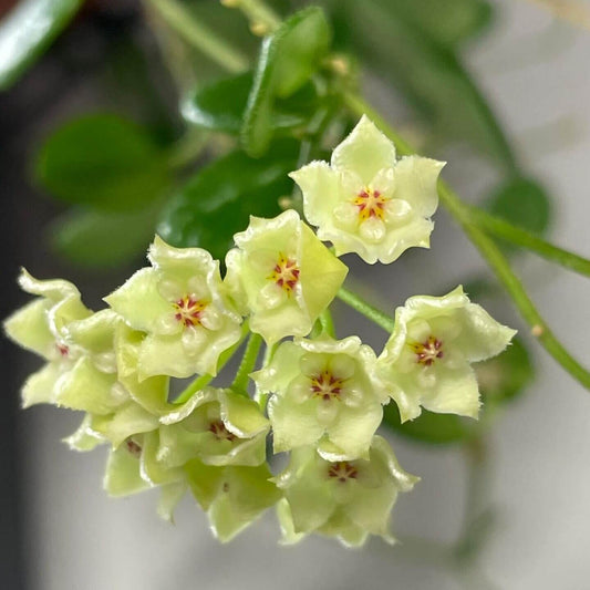 Hoya tengchongensis is a species in the family Apocynaceae, subfamily Asclepiadoideae. It is native to Tengchong County in Yunnan, China, where it occurs at around 1,300 meters elevation. This plant grows as an epiphytic subshrub in subtropical forest habitats.