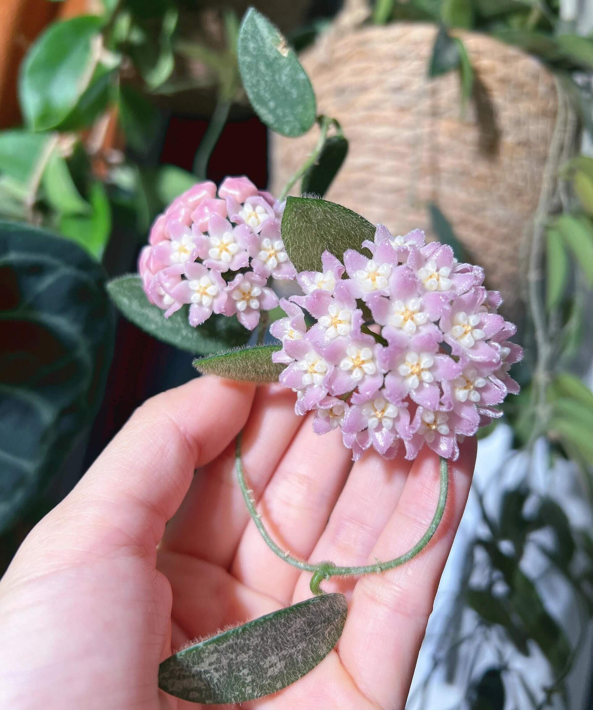 Hoya thomsonii 'Pink' is a highly desirable form of the fuzzy-leaved Hoya, prized for its soft, velvety foliage and charming pink flowers. The thick, oval leaves and young stems are covered in fine hairs, giving the plant a distinctive plush texture. When mature, it produces attractive umbels of delicate pink, star-shaped flowers with pale white to yellow centers and a pleasant floral fragrance.