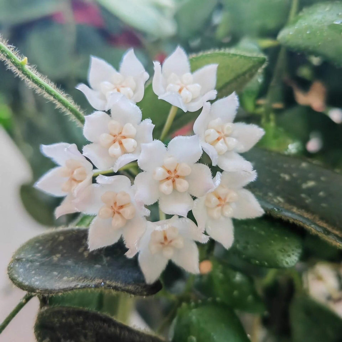 Hoya thomsonii 'White Flower' is a beautiful and highly desirable form of this fuzzy-leaved Hoya, prized for its exceptionally soft, velvety foliage and clusters of porcelain-white flowers. The thick, oval to elliptic leaves are densely covered with fine hairs, creating an attractive silvery-green, plush texture.