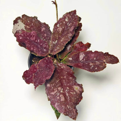 Hoya undulata is a rare epiphytic vine native to the lowland limestone forests of West Kalimantan, Borneo (around 300–380 m elevation). The species name undulata refers to its distinctly wavy leaf margins. Its leaves are thick, glossy, and may range from light green to purplish tones, sometimes with subtle speckling.