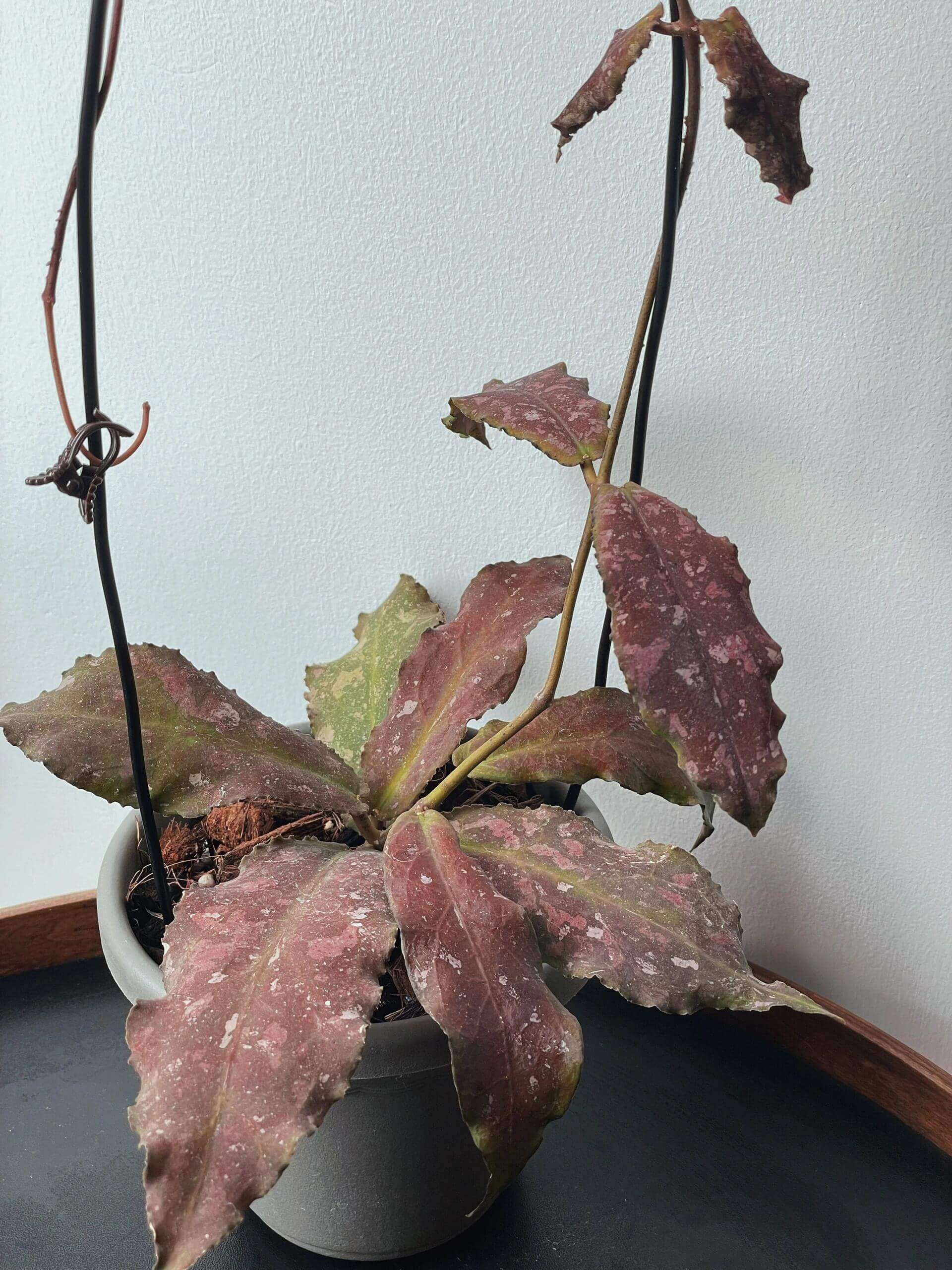 Hoya undulata is a rare epiphytic vine native to the lowland limestone forests of West Kalimantan, Borneo (around 300–380 m elevation). The species name undulata refers to its distinctly wavy leaf margins. Its leaves are thick, glossy, and may range from light green to purplish tones, sometimes with subtle speckling.