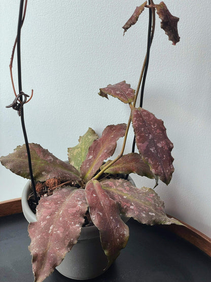 Hoya undulata is a rare epiphytic vine native to the lowland limestone forests of West Kalimantan, Borneo (around 300–380 m elevation). The species name undulata refers to its distinctly wavy leaf margins. Its leaves are thick, glossy, and may range from light green to purplish tones, sometimes with subtle speckling.