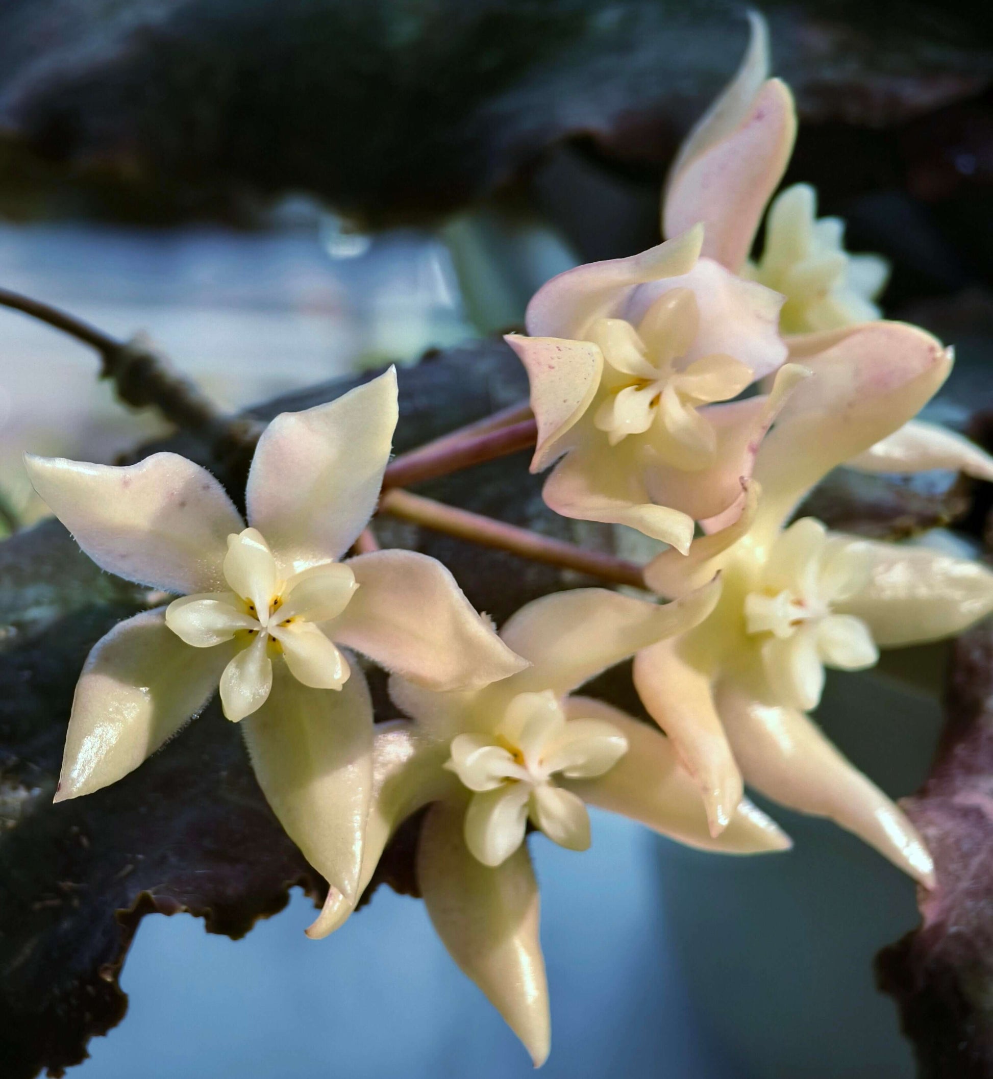 Hoya undulata is a rare epiphytic vine native to the lowland limestone forests of West Kalimantan, Borneo (around 300–380 m elevation). The species name undulata refers to its distinctly wavy leaf margins. Its leaves are thick, glossy, and may range from light green to purplish tones, sometimes with subtle speckling.