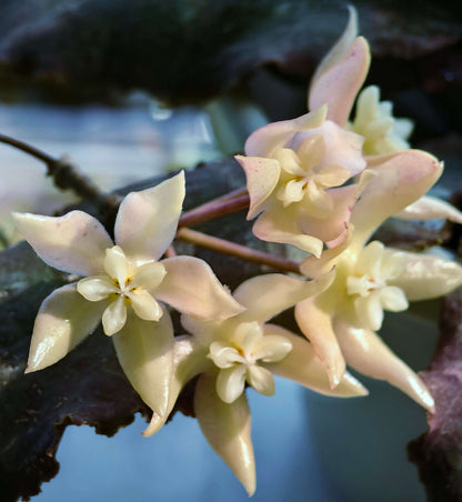 Hoya undulata is a rare epiphytic vine native to the lowland limestone forests of West Kalimantan, Borneo (around 300–380 m elevation). The species name undulata refers to its distinctly wavy leaf margins. Its leaves are thick, glossy, and may range from light green to purplish tones, sometimes with subtle speckling.