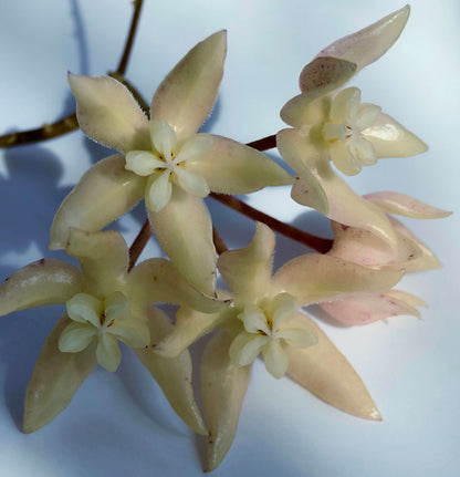 Hoya undulata is a rare epiphytic vine native to the lowland limestone forests of West Kalimantan, Borneo (around 300–380 m elevation). The species name undulata refers to its distinctly wavy leaf margins. Its leaves are thick, glossy, and may range from light green to purplish tones, sometimes with subtle speckling.