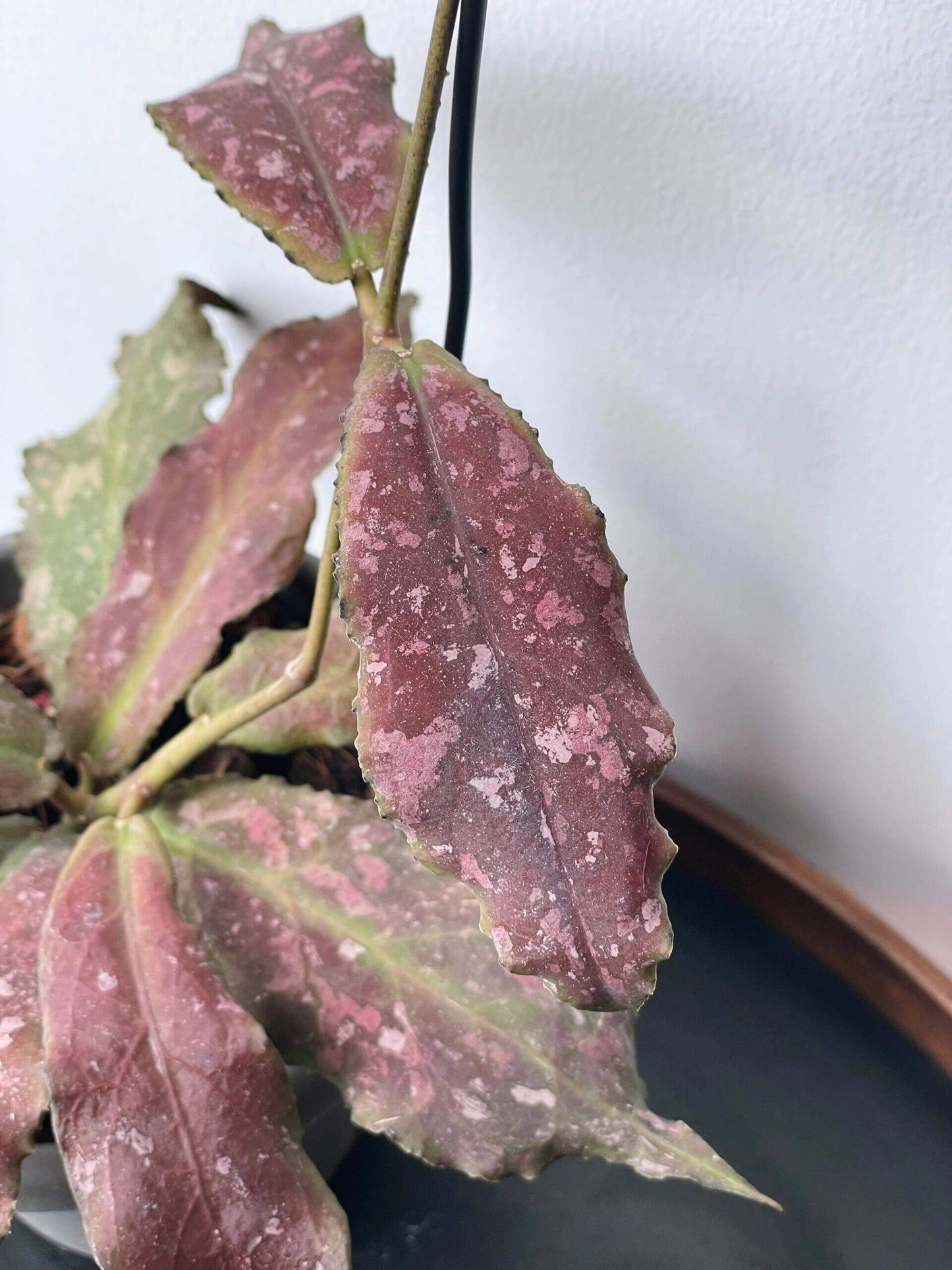 Hoya undulata is a rare epiphytic vine native to the lowland limestone forests of West Kalimantan, Borneo (around 300–380 m elevation). The species name undulata refers to its distinctly wavy leaf margins. Its leaves are thick, glossy, and may range from light green to purplish tones, sometimes with subtle speckling.