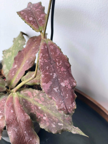 Hoya undulata is a rare epiphytic vine native to the lowland limestone forests of West Kalimantan, Borneo (around 300–380 m elevation). The species name undulata refers to its distinctly wavy leaf margins. Its leaves are thick, glossy, and may range from light green to purplish tones, sometimes with subtle speckling.