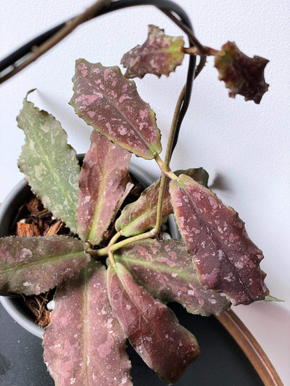 Hoya undulata is a rare epiphytic vine native to the lowland limestone forests of West Kalimantan, Borneo (around 300–380 m elevation). The species name undulata refers to its distinctly wavy leaf margins. Its leaves are thick, glossy, and may range from light green to purplish tones, sometimes with subtle speckling.