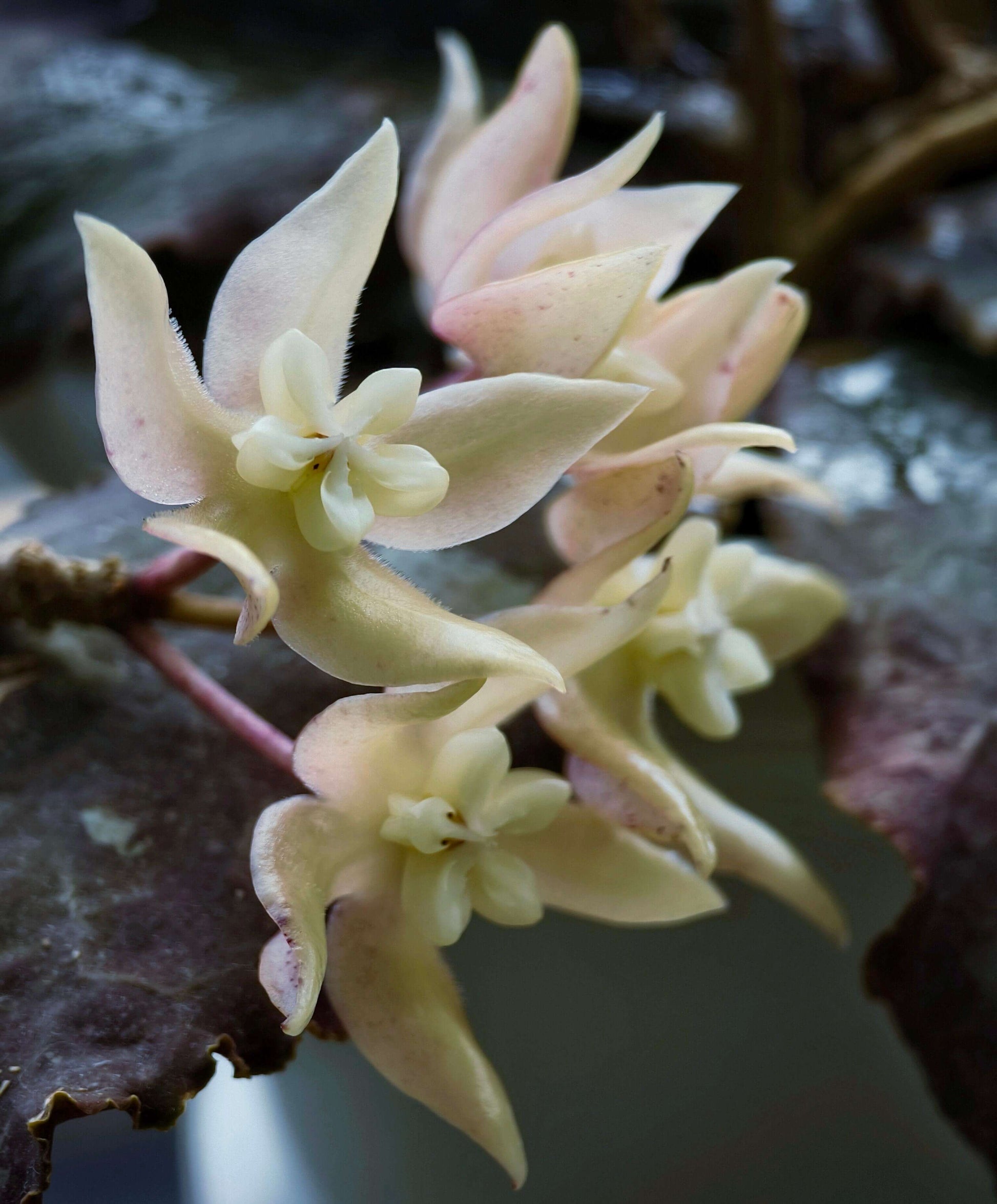 Hoya undulata is a rare epiphytic vine native to the lowland limestone forests of West Kalimantan, Borneo (around 300–380 m elevation). The species name undulata refers to its distinctly wavy leaf margins. Its leaves are thick, glossy, and may range from light green to purplish tones, sometimes with subtle speckling.