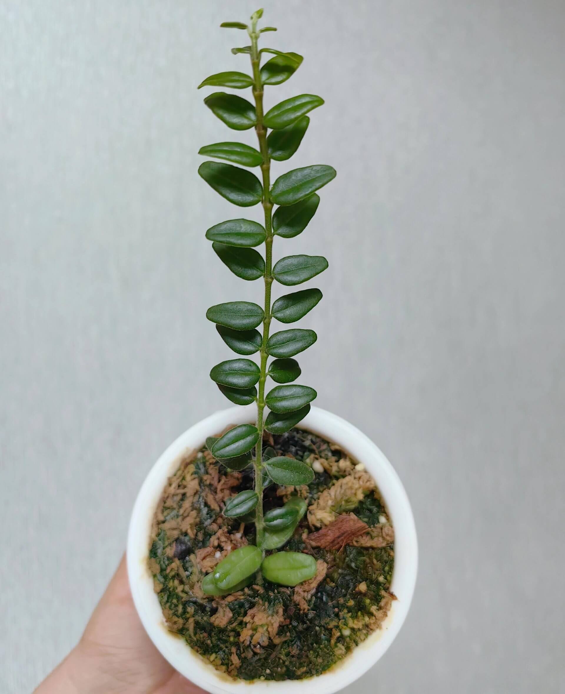 Hoya vaccinioides is a small, epiphytic or semi-epiphytic vine in the genus Hoya, native to parts of Asia. It is especially valued for its miniature size and neat growth habit, featuring tiny, rounded to slightly oval, dark green leaves that grow densely along slender stems. The plant typically develops a compact, trailing or lightly climbing form, making it suitable for small pots or hanging displays.