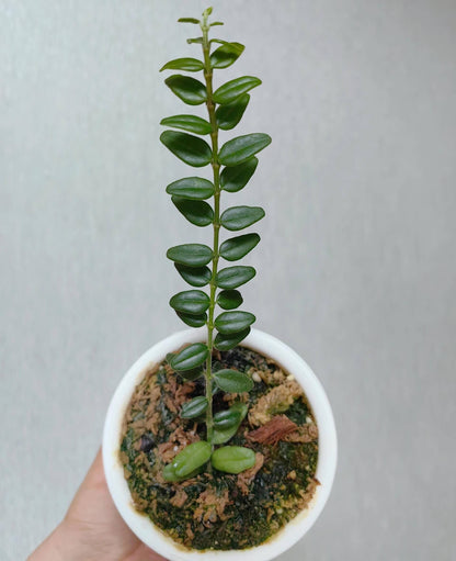 Hoya vaccinioides is a small, epiphytic or semi-epiphytic vine in the genus Hoya, native to parts of Asia. It is especially valued for its miniature size and neat growth habit, featuring tiny, rounded to slightly oval, dark green leaves that grow densely along slender stems. The plant typically develops a compact, trailing or lightly climbing form, making it suitable for small pots or hanging displays.