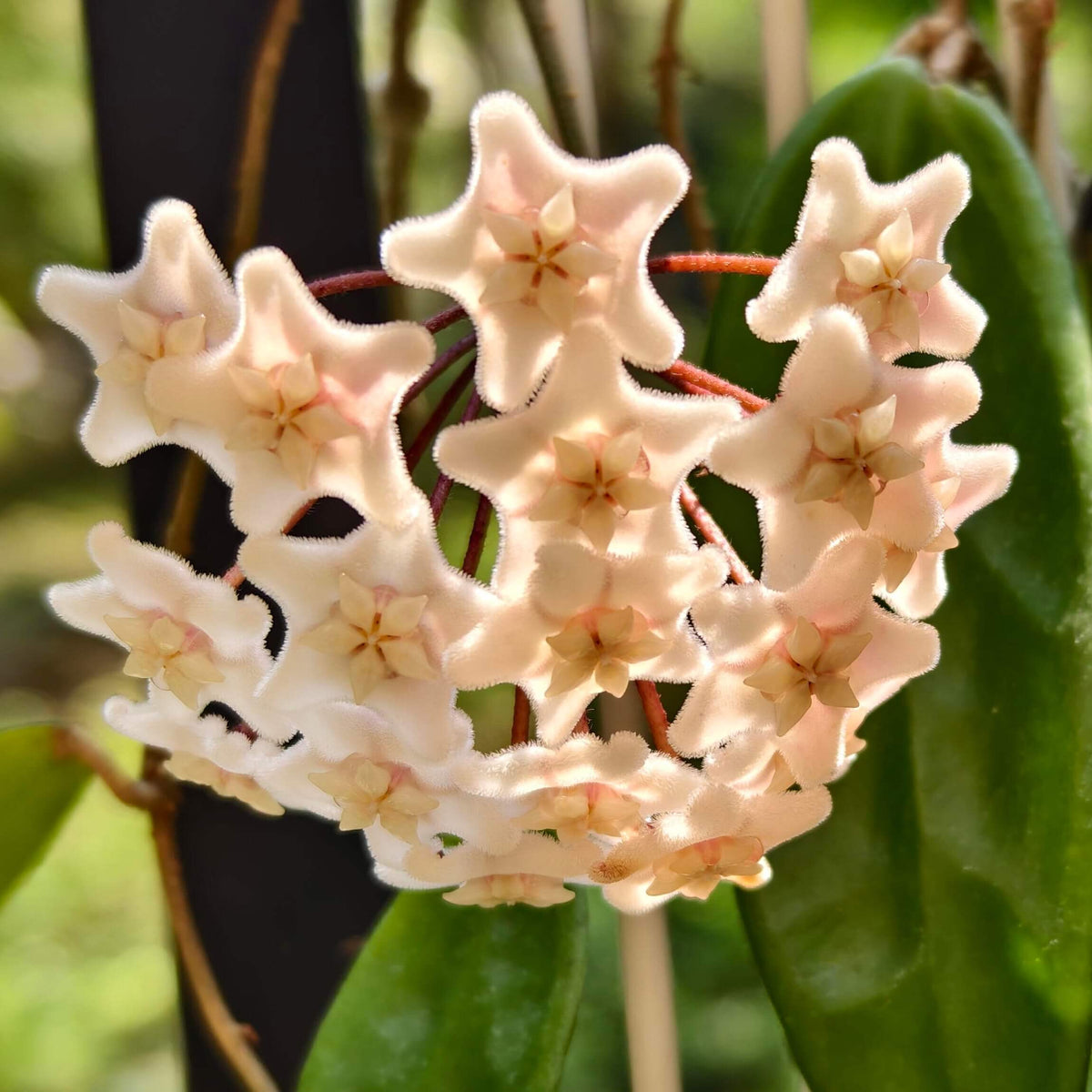 Hoya vangviengiensis is a distinctive climbing Hoya native to the limestone landscapes of Laos and southern Yunnan, China. Discovered growing on the limestone mountains around Vang Vieng, Laos, this species is appreciated for its prominent leaf venation and attractive, naturally structured foliage. It produces clusters of waxy, star-shaped flowers, with floral characteristics that help distinguish it from the closely related Hoya carnosa.