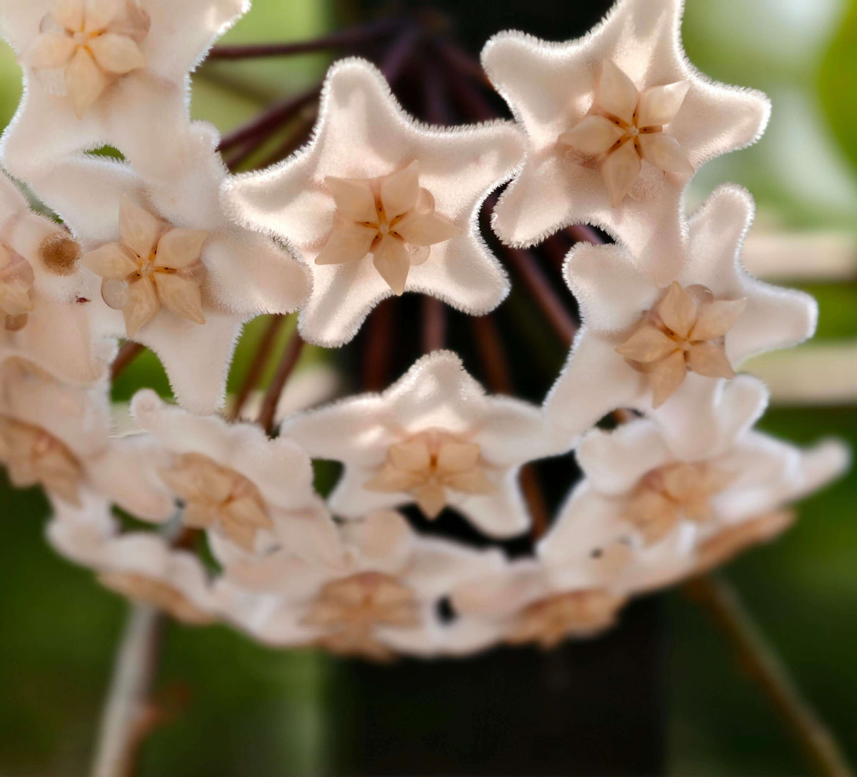Hoya vangviengiensis is a distinctive climbing Hoya native to the limestone landscapes of Laos and southern Yunnan, China. Discovered growing on the limestone mountains around Vang Vieng, Laos, this species is appreciated for its prominent leaf venation and attractive, naturally structured foliage. It produces clusters of waxy, star-shaped flowers, with floral characteristics that help distinguish it from the closely related Hoya carnosa.
