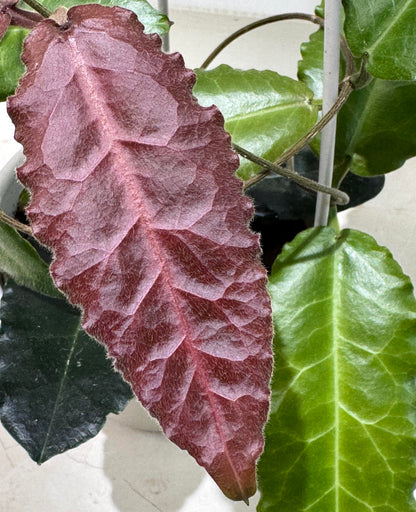 Hoya versteegii is a rare Hoya species native to western New Guinea, where it grows in wet tropical habitats. As a tropical epiphytic Hoya, Hoya versteegii is suited to warm, humid conditions with excellent drainage.