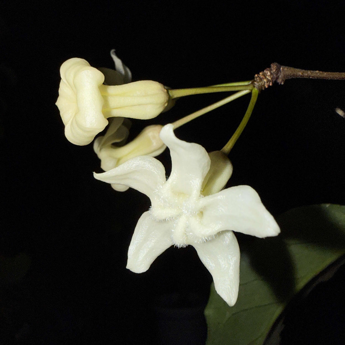 Hoya versteegii is a rare Hoya species native to western New Guinea, where it grows in wet tropical habitats. As a tropical epiphytic Hoya, Hoya versteegii is suited to warm, humid conditions with excellent drainage.