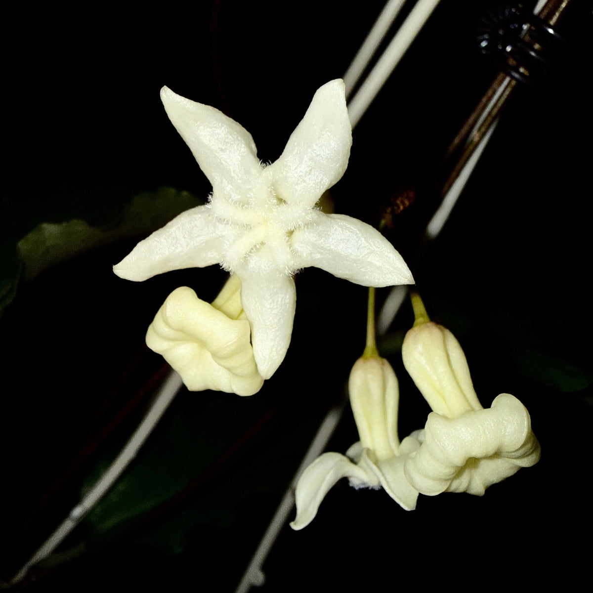 Hoya versteegii is a rare Hoya species native to western New Guinea, where it grows in wet tropical habitats. As a tropical epiphytic Hoya, Hoya versteegii is suited to warm, humid conditions with excellent drainage.