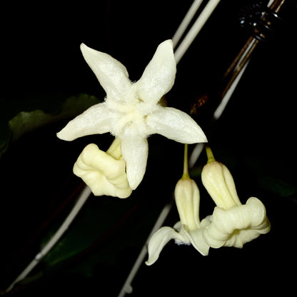 Hoya versteegii is a rare Hoya species native to western New Guinea, where it grows in wet tropical habitats. As a tropical epiphytic Hoya, Hoya versteegii is suited to warm, humid conditions with excellent drainage.