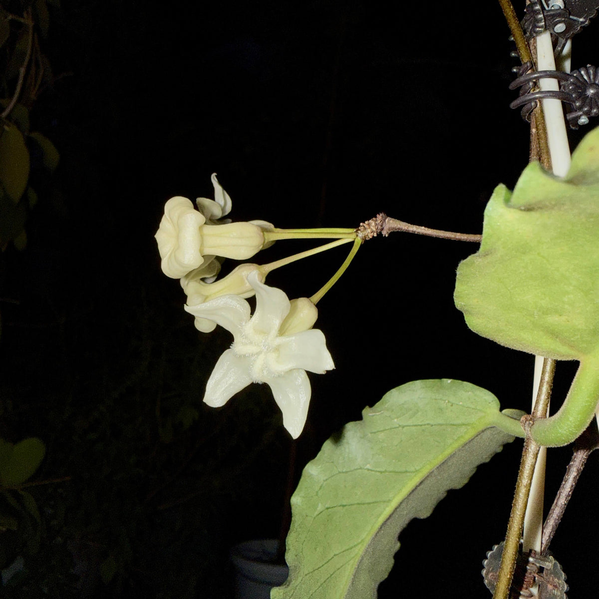 Hoya versteegii is a rare Hoya species native to western New Guinea, where it grows in wet tropical habitats. As a tropical epiphytic Hoya, Hoya versteegii is suited to warm, humid conditions with excellent drainage.