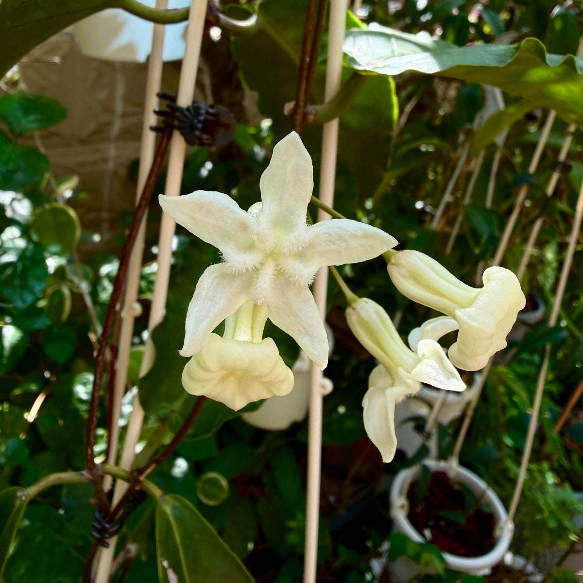 Hoya versteegii is a rare Hoya species native to western New Guinea, where it grows in wet tropical habitats. As a tropical epiphytic Hoya, Hoya versteegii is suited to warm, humid conditions with excellent drainage.