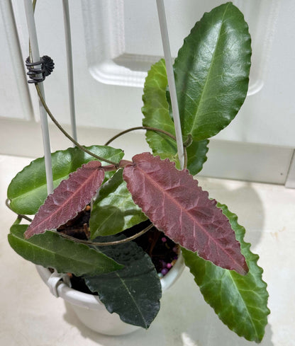 Hoya versteegii is a rare Hoya species native to western New Guinea, where it grows in wet tropical habitats. As a tropical epiphytic Hoya, Hoya versteegii is suited to warm, humid conditions with excellent drainage.