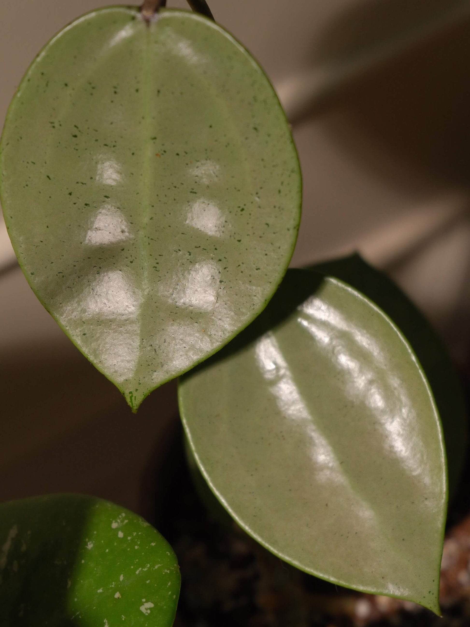 Hoya verticillata ‘Silver Heart’ is a highly sought-after variety of the species known for its striking silver-frosted, heart-shaped leaves. The foliage has a silvery-white or metallic cast over the typical green base, making it visually arresting and a prized piece among Hoya collectors.