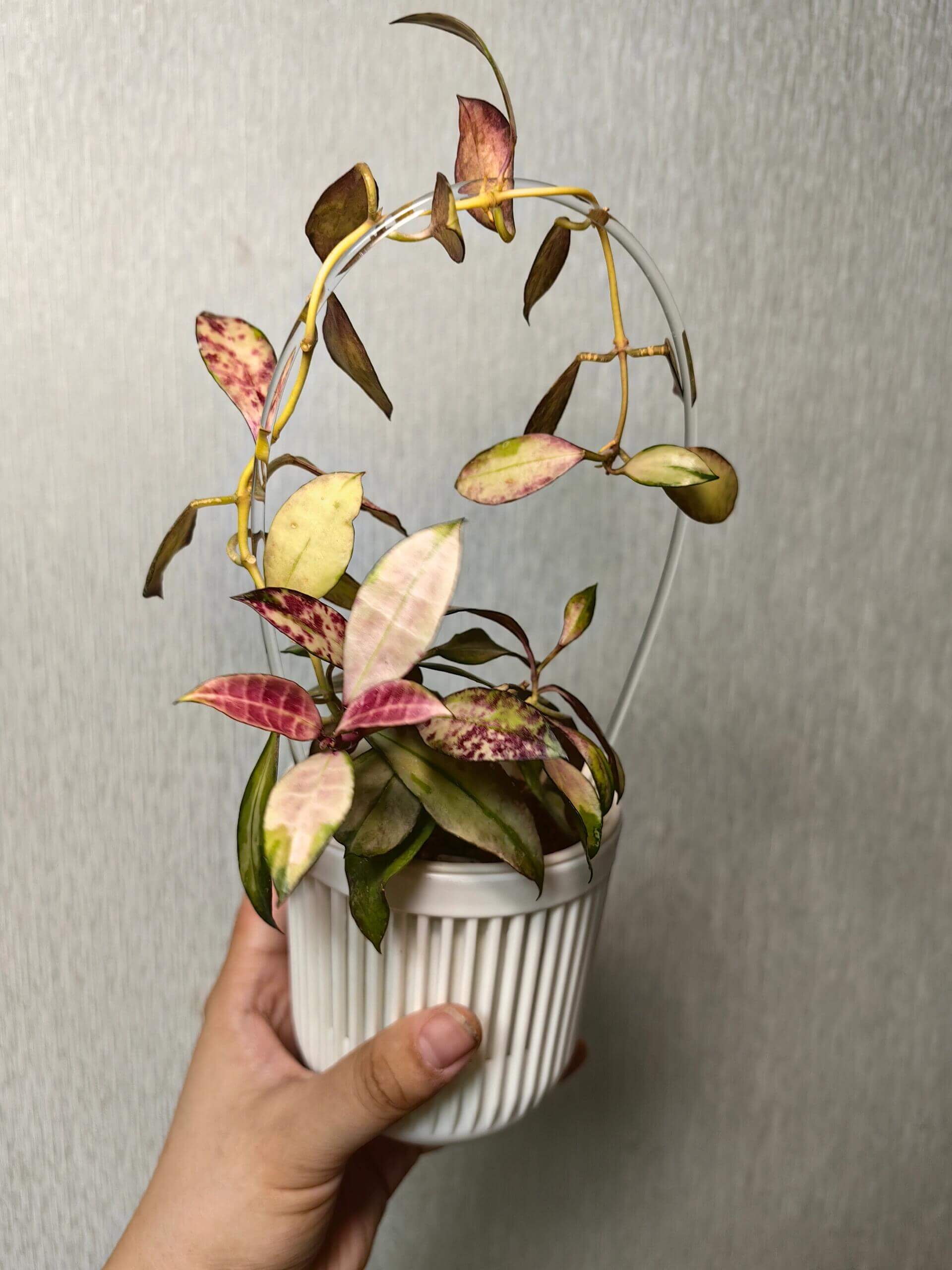 Begin With Plants Hoya walliniana variegata - Thumbnail 3