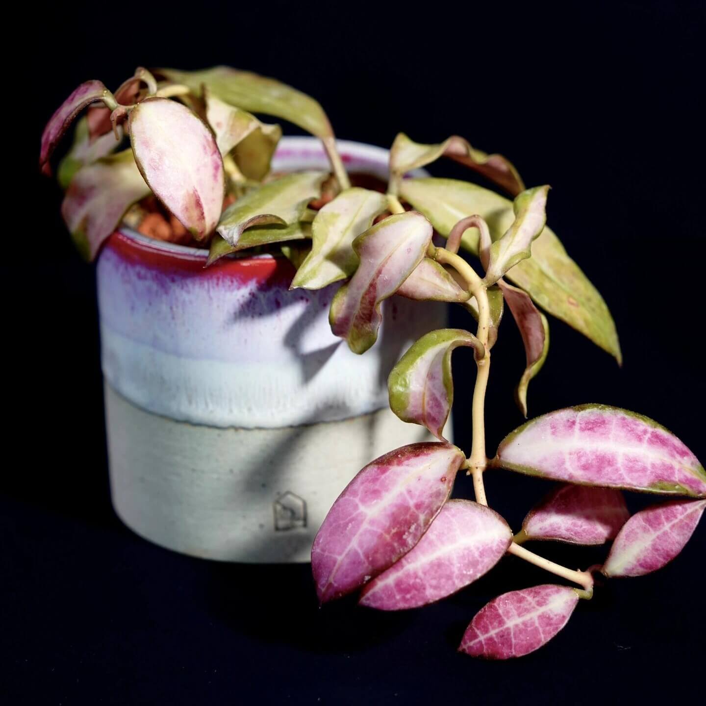 Begin With Plants Hoya walliniana variegata