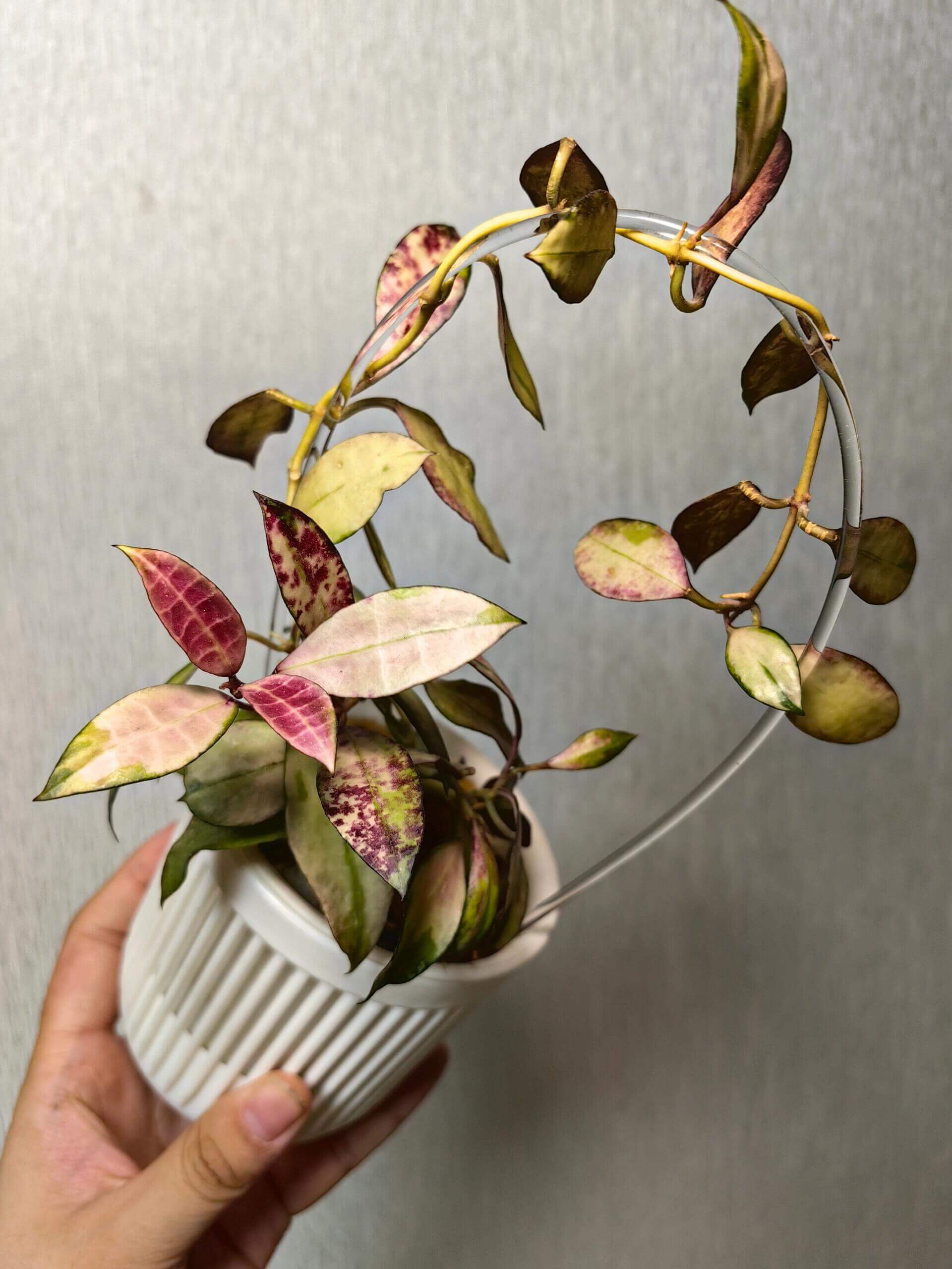 Hoya walliniana variegata is a rare and visually striking variety of Hoya walliniana, known for its beautiful variegated foliage. The leaves display a mix of creamy white, soft yellow, and green, creating a luminous, patterned effect. This variety has a trailing or twining growth habit, making it perfect for hanging baskets or climbing supports where its cascading vines can be best appreciated.