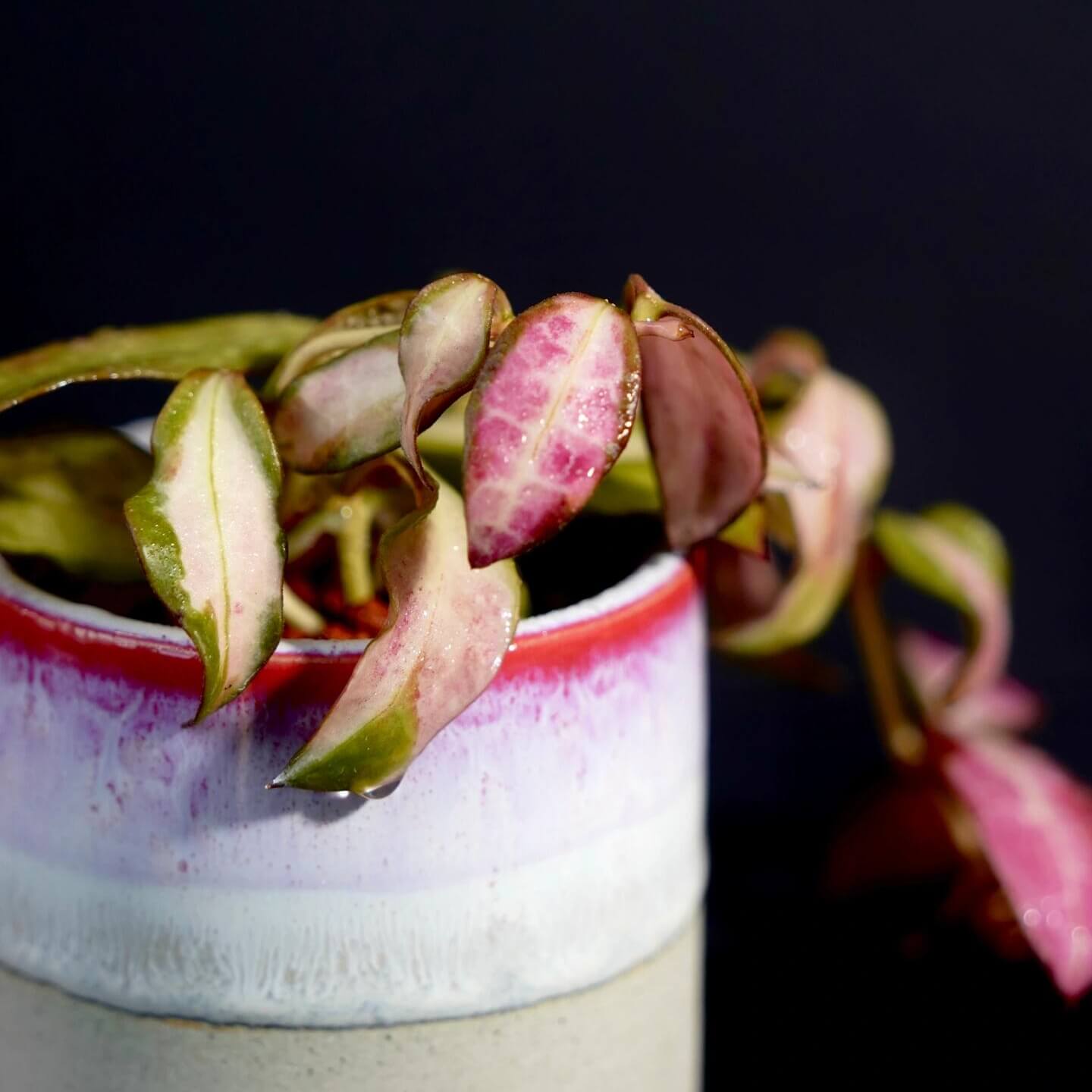Begin With Plants Hoya walliniana variegata - Thumbnail 5