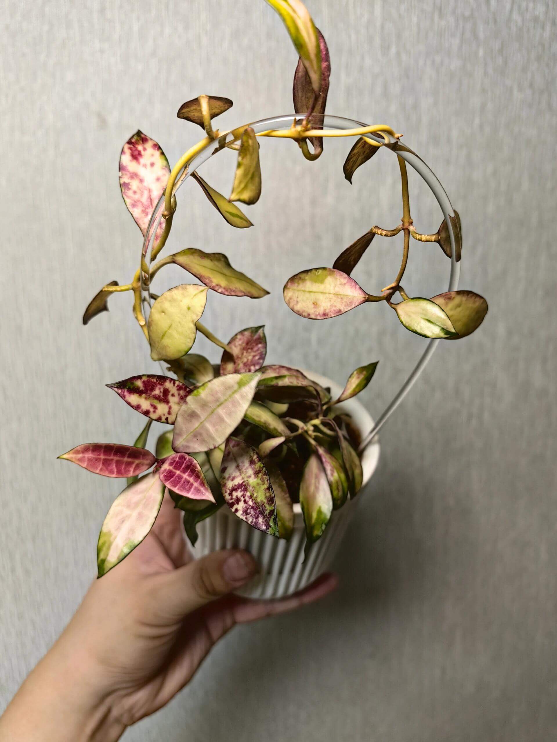 Begin With Plants Hoya walliniana variegata - Thumbnail 2