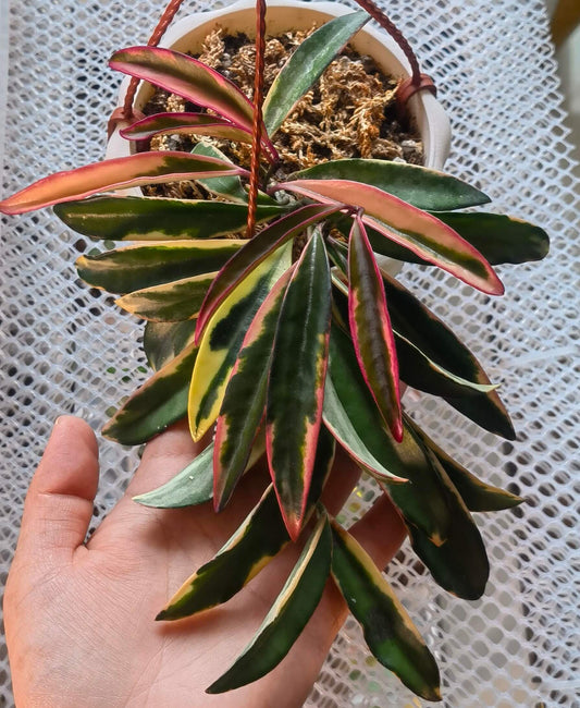 Hoya wayetii ‘Lori Lyn’ (also known as Hoya kentiana ‘Lori Lyn’) is a striking variegated Hoya cultivar featuring narrow, elongated leaves with creamy-white to pink variegation along the edges, with new growth sometimes showing a subtle pink blush under bright light. It is a slow-growing trailing vine, making it ideal for hanging baskets or trellis displays indoors, and when mature, it produces clusters of wine-colored, star-shaped flowers with a sweet butterscotch or honey fragrance.