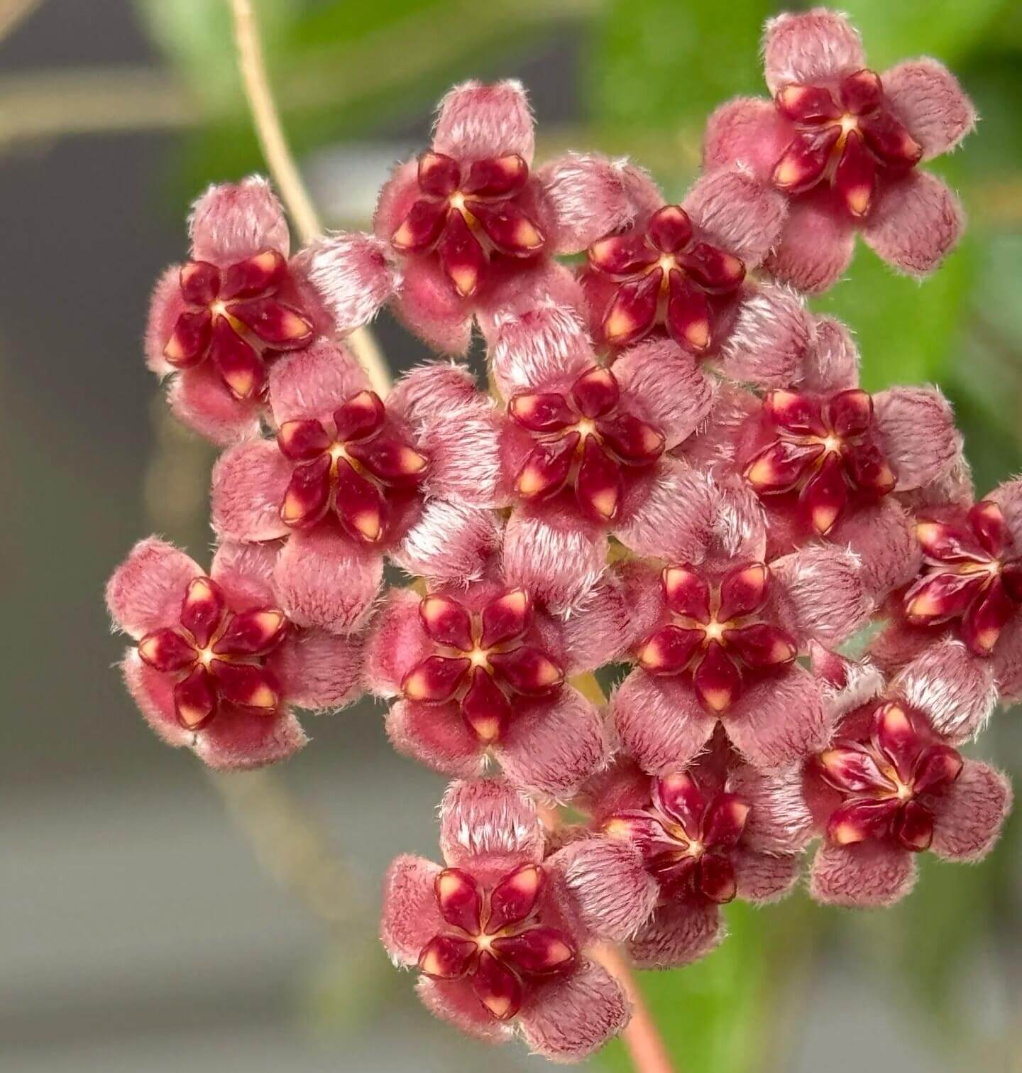 Hoya wayetii ‘Lori Lyn’ (also known as Hoya kentiana ‘Lori Lyn’) is a striking variegated Hoya cultivar featuring narrow, elongated leaves with creamy-white to pink variegation along the edges, with new growth sometimes showing a subtle pink blush under bright light. It is a slow-growing trailing vine, making it ideal for hanging baskets or trellis displays indoors, and when mature, it produces clusters of wine-colored, star-shaped flowers with a sweet butterscotch or honey fragrance.